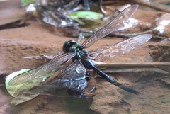 Anax guttatus
