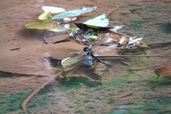 Anax guttatus