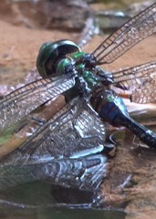 Anax guttatus