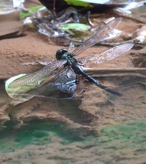 Anax guttatus