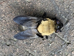 Cuterebra abdominalis