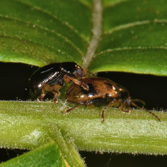 Paria quadrinotata