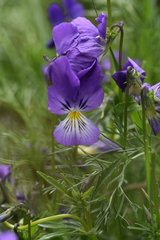 Viola lutea lutea