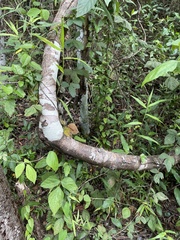 Varronia polycephala