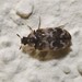 Tricolored Carpet Beetle - Photo (c) Luis Stevens, some rights reserved (CC BY-NC), uploaded by Luis Stevens