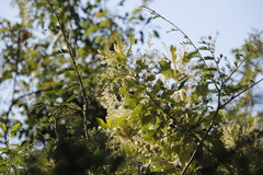 Brachylaena transvaalensis