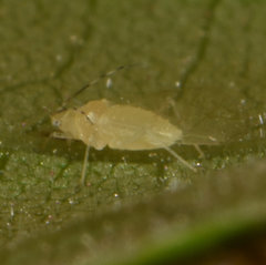 Chromaphis juglandicola