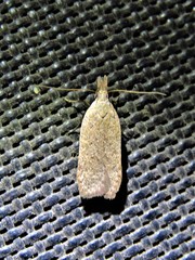 Dichomeris ventrellus