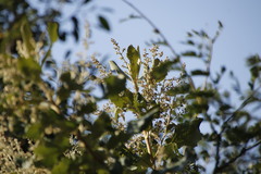 Brachylaena transvaalensis