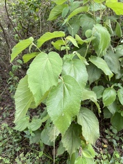 Helicteres jamaicensis