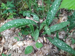 Pulmonaria longifolia