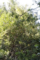 Brachylaena transvaalensis