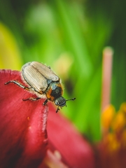 Strigoderma arbicola
