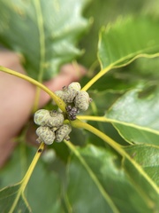 Callirhytis glandulus