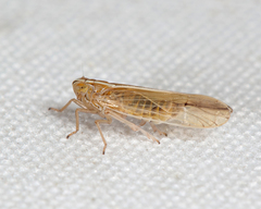 Stenocranus dorsalis