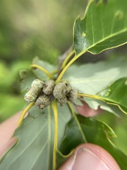 Callirhytis glandulus