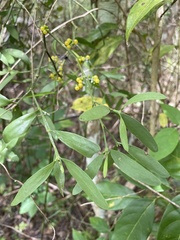Phoradendron quadrangulare