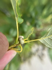 Callirhytis glandulus