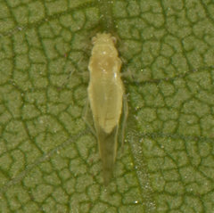 Chromaphis juglandicola