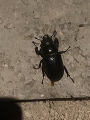 Lucanus tetraodon