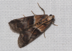 Acrobasis repandana