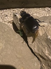 Lucanus tetraodon