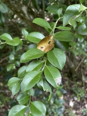 Schaefferia frutescens