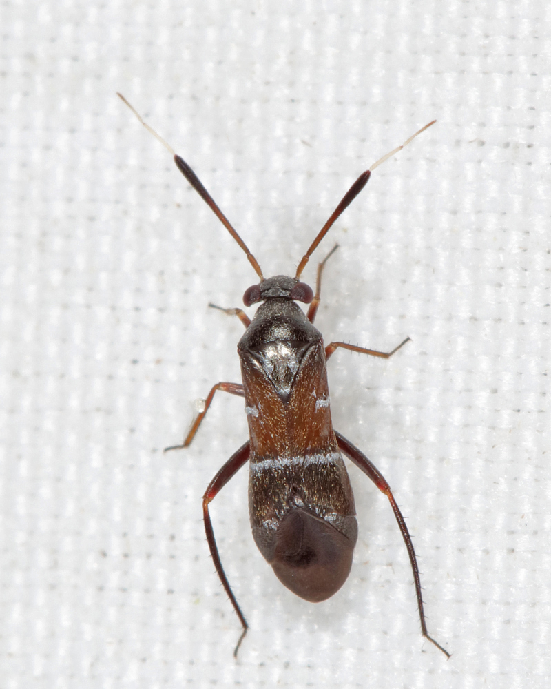 Pilophorus