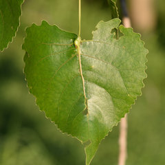 Pemphigus populicaulis