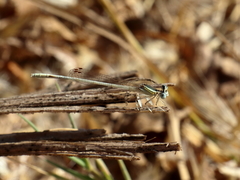 Platycnemis dealbata