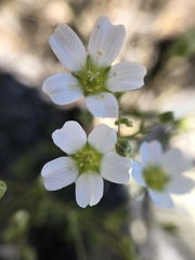 Mononeuria groenlandica