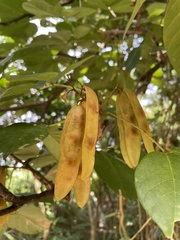 Lonchocarpus heptaphyllus