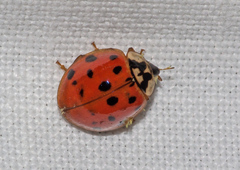 Harmonia axyridis