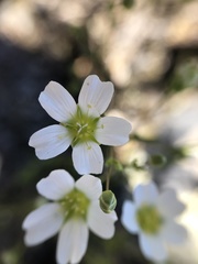 Mononeuria groenlandica