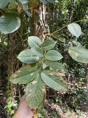 Lonchocarpus heptaphyllus