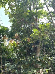 Lonchocarpus heptaphyllus