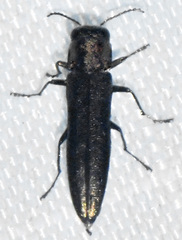 Agrilus anxius