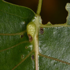 Pemphigus populicaulis