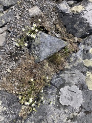 Mononeuria groenlandica