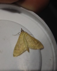 Paratalanta pandalis