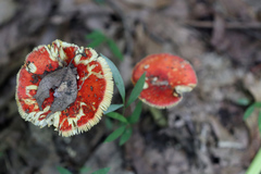 Amanita parcivolvata