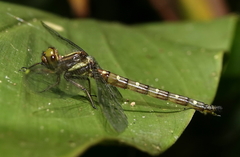 Gomphomacromia fallax