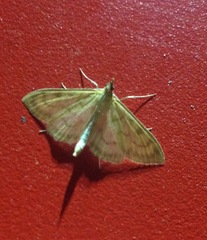 Paratalanta pandalis