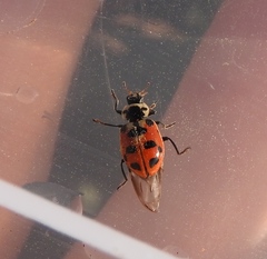 Hippodamia tredecimpunctata