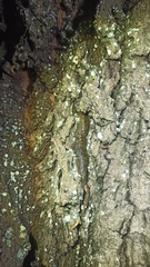 Geomalacus maculosus image