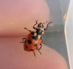 Hippodamia tredecimpunctata