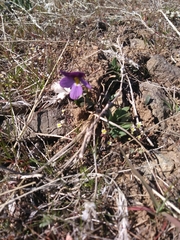 Viola trinervata