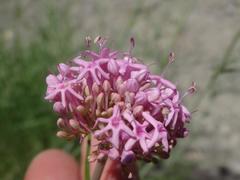Centranthus angustifolius