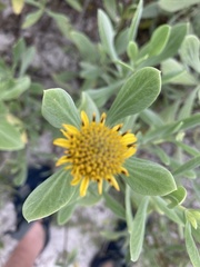 Borrichia frutescens image