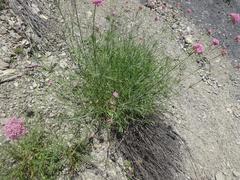 Centranthus angustifolius